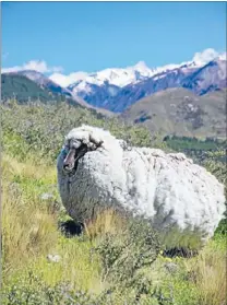  ??  ?? WOOL COOL: New Zealanders prefer wool carpet to synthetic types.