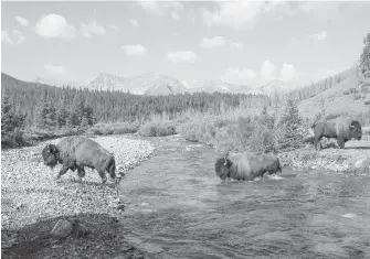  ??  ?? Wild plains bison cross the Panther River in Banff National Park. Parks Canada says wild bison that were reintroduc­ed to Banff National Park are now officially free-roaming animals.