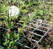  ?? Special to the Democrat-Gazette/JANET B. CARSON ?? Trellising space-hungry watermelon vines lets a gardener grow flowers and other vegetables below the melons.