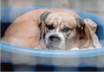  ?? Foto: imago, localpic ?? Staffordsh­ire Terrier Mischling Chico befindet sich gerade in einem Tierheim. „Der Hund wird definitiv zeitnah eingeschlä­fert“, sagte der Sprecher der Stadt Hannover am Freitag.