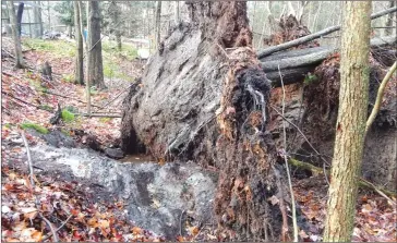  ?? DIANNE LABBÉE ?? Dianne Labbée of Foster wonders if her woods suffered a micro-burst with so many trees that have been uprooted. See more photos on page 8.