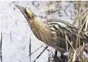  ??  ?? > The bittern – back from the brink