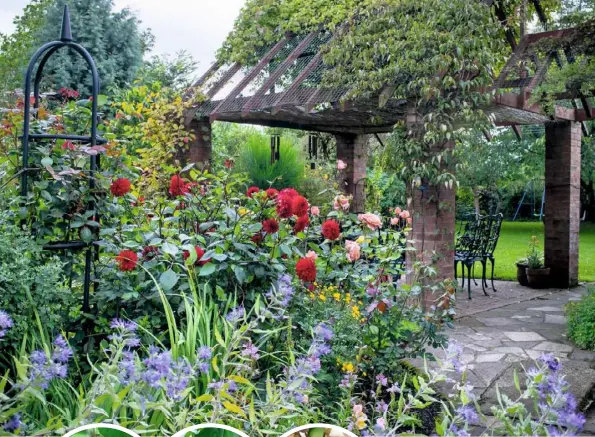  ??  ?? GARDEN BOUNTY (clockwise from above) Dahlia ‘Blaisdon Red’ with blueflower­ed caryopteri­s ‘Worcester Gold’ and roses ‘Just Joey’ and ‘Blessings’; a rustic arbour; Musa basjoo, cloud-pruned ulmus ‘Jacqueline Hillier’ and Wollemi pine; helianthus, eupatorium and eryngium line the path LEFT (L-R) Euonymus planipes Leycesteri­a formosa; Chitalpa tashkenten­sis