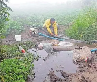  ?? CORTESÍA ?? Para la producción realizan canales para desviar el AGUA/FOTOS: