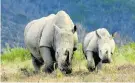  ??  ?? SAVING RHINOS: Threatened rhinos in one of South Africa’s national parks