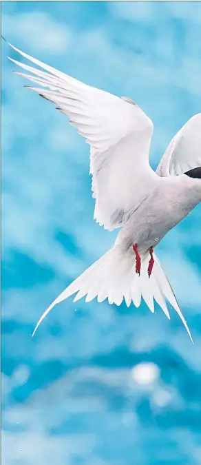  ?? ?? An Arctic tern hovers in the air as it defends its nest from anyone silly enough to get too close