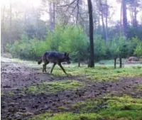  ?? FOTO RR ?? Het is opvallend dat de jagersvere­niging, die niet altijd als de grootste vriend van de wolf wordt beschouwd, het zo opneemt voor het dier.