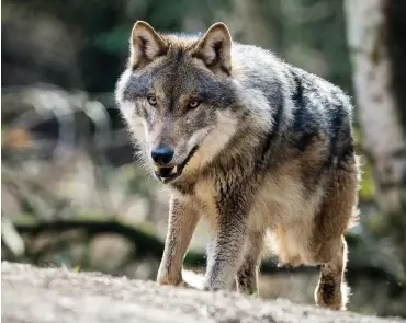  ?? Foto: dpa/Patrick Pleul ?? Dieser Wolf ist kein Problem. Er lebt in einem Gehege im Wildpark Schorfheid­e.