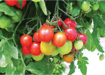  ?? Pictures: Alice Spenser-Higgs ?? SUSPENDED. ‘Tumbler’ is a patio tomato for hanging baskets.