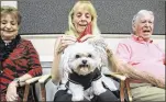  ??  ?? Ann Corwell puts a red “party animal” hat on Paco, her Maltese-shih tzu. Judges scored the dogs in a variety of categories at the show.