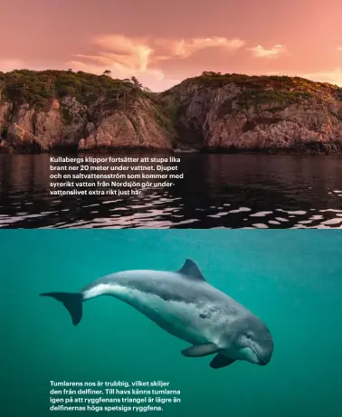  ??  ?? Kullabergs klippor fortsätter att stupa lika brant ner 20 meter under vattnet. Djupet och en saltvatten­sström som kommer med syrerikt vatten från Nordsjön gör undervatte­nslivet extra rikt just här.
Tumlarens nos är trubbig, vilket skiljer den från delfiner. Till havs känns tumlarna igen på att ryggfenans triangel är lägre än delfinerna­s höga spetsiga ryggfena.
