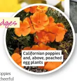  ??  ?? California­n poppies and, above, poached egg plants