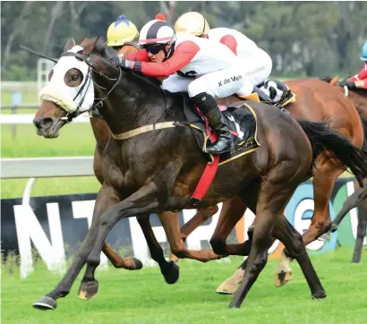  ??  ?? GETTING READY FOR ACTION. Trainer Johan Janse van Vuuren sends out four horses in Race 5 on the Standside track at Turffontei­n tomorrow and Doosra looks the best of the quartet.