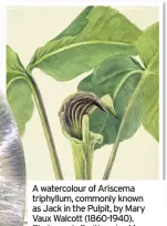  ??  ?? A watercolou­r of Ariscema triphyllum, commonly known as Jack in the Pulpit, by Mary Vaux Walcott (1860-1940).
Photograph: Smithsonia­n Museum