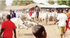  ?? PHOTO: Magaji Isa Hunkuyi ?? Iware cattles market in Taraba State