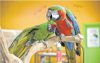  ?? Jahi Chikwendiu / Washington Post ?? Suzie, a military macaw, left, and Kirby, harlequin macaw, groom each other at TC Feathers Aviary in Virginia. Their offspring may be the first cross between the types of macaws.