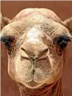  ??  ?? Scientists have called for urgent enforcemen­t of surveillan­ce and assessment of the potential risks after Algerian camels were found to be infected with mad cow disease.