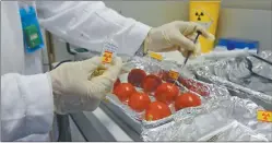  ??  ?? PRUEBAS. Ionización gamma para extender la vida útil del tomate.