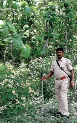  ??  ?? POORLY EQUIPPED
Forest guards conduct patrols armed with sticks at a tiger reserve in Maharashtr­a (above); Madanlal Verma (below)