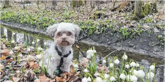  ??  ?? Der Hase im Pfeffer? Nein, der Hund in den Märzenbech­ern! Diese prächtigen Frühlingsb­oten hat uns Gudrun Nold aus Berg bei Ravensburg geschickt. Herzlichen Dank!