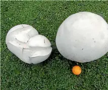  ?? SUPPLIED ?? Giant puffball mushrooms. And a gratuitous golf ball, for a sense of scale.