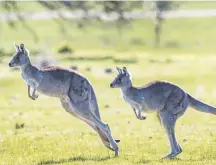  ?? Istock ?? Eastern gray kangaroos. The Australian government estimated in 2021 that there were over 30 million kangaroos in the country — surpassing Australia’s human population of about 26 million.