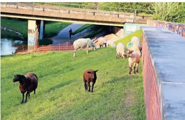  ?? FOTO: MORITZ BIEBER ?? Zwei Jahre lang haben die Schafe das Ufer des Brückerbac­hs beweidet und so der Stadt das Mähen erspart. Dann wurde die Herde wegen schlechter Haltung eingezogen, inzwischen hat die Stadt die Schafe verkauft.