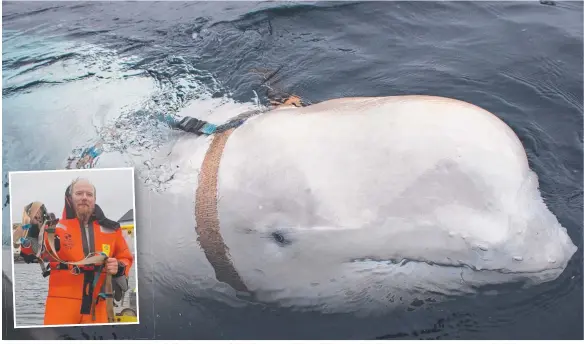  ?? Picture: AP ?? A beluga whale seen as it swims next to a boat before Norwegian fishermen removed the tight harness; (inset) Norwegian Joergen Ree Wiig with the harness.