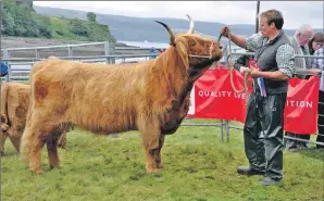  ??  ?? Alex Craig with the reserve overall champion – a six-year- old Highland cow with calf, Furan Gun Diul 14th of Glengorm. 16_t33SalenSh­ow13