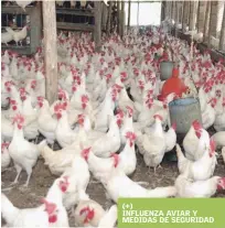  ?? ARCHIVO LD ?? Daño. Más de 60,000 gallinas ponedoras han sido afectadas por la infección.