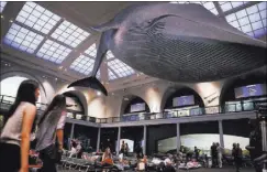  ??  ?? Visitors at the American Museum of Natural History prepare to spend the night under the blue whale exhibit.