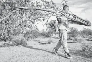 ?? MARK HENLE/THE REPUBLIC ?? Delmarion Williams clears an area for a disc-golf course at Red Mountain Park through the Mesa Urban Corps program. Participan­ts earn a living for six months, along with money for tuition.