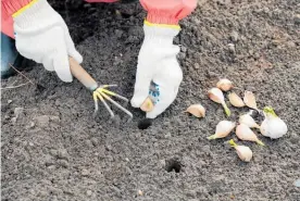  ??  ?? Don’t plant garlic too deep — 30-40mm below the soil surface is sufficient.