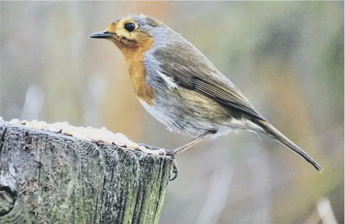  ??  ?? 0 Scotsman reader Richard Herkes took this shot of a Robin posing on a fence post during a walk round Seton Collegiate Church Woods