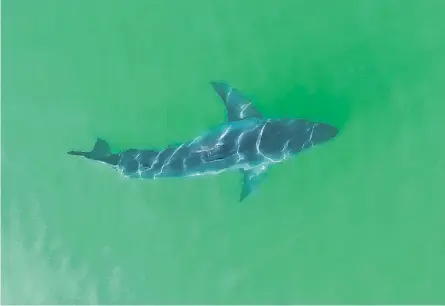  ?? REUTERS ?? A juvenile white shark is tracked with a drone by California State University Long Beach Shark Lab graduate student, Patrick Rex, during tagging operations along the coast of Carpinteri­a, Calif.