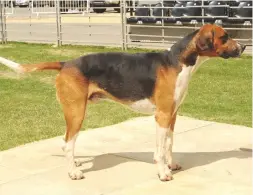  ??  ?? Smart: Percy Spitfire 08, a significan­t old English stallion hound