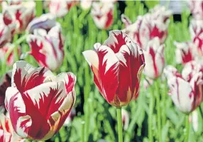  ??  ?? WORKS OF ART: Striped Rembrandt tulips in Royal Keukenhof Park.