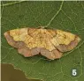  ??  ?? 3 Unlike its slim, straight aspen cousin, the native black poplar has a stout, gnarled trunk and twisting, drooping branches 4 Lombardy poplars in Wrington, North Somerset. These trees reach great heights at speed but are prone to pests and diseases
5 The rare darkborder­ed beauty moth; its caterpilla­rs rely on the leaves of young aspen shoots for food