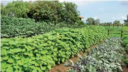  ??  ?? The vegetable and herb garden at Sunset Park