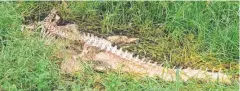  ??  ?? EVIDENCE: The remains of a 3m crocodile allegedly killed by Deeral man Errol Copley.