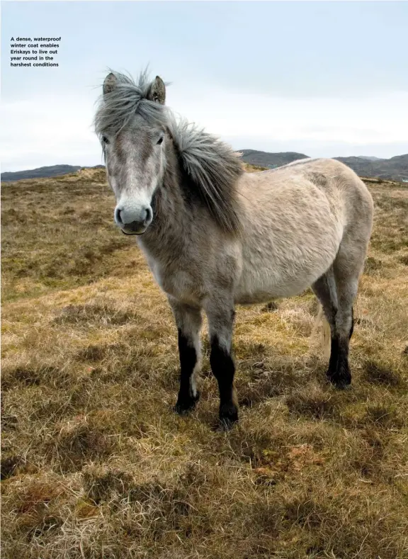  ??  ?? A dense, waterproof winter coat enables Eriskays to live out year round in the harshest conditions
FEBRUARY 2020
WWW.YOURHORSE.CO.UK