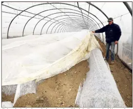  ?? (Photo Patrice Lapoirie) ?? Christophe Barberis, agriculteu­r dans la vallée de la Siagne a doublé par précaution les voiles d’hivernage pour protéger ses jeunes pousses de courgettes.