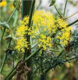  ?? DREAMSTIME PHOTOS ?? Fennel is a trap crop for wildlife, but will also mesmerize children and grandchild­ren.