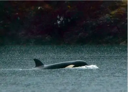  ?? CHAD HIPOLITO/THE CANADIAN PRESS VIA ASSOCIATED PRESS ?? The orphaned 2-year-old orca calf, photograph­ed last week, was stranded in a lagoon near the village of Zeballos, British Columbia, two weeks ago.