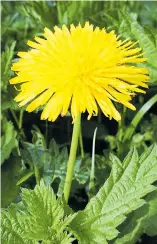  ??  ?? Knife was for cutting dandelion leaves