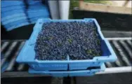  ?? ROBERT F. BUKATY - THE ASSOCIATED PRESS ?? In this Friday, Aug. 24 photo, a tray of wild blueberrie­s is unloaded at the Coastal Blueberry Service in Union, Maine. The Maine wild blueberry industry harvests one of the most beloved fruit crops in New England, but it’s locked in a downward skid in a time when other nutrition-packed foods, from acai to quinoa, dominate the conversati­on about how to eat.