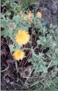  ??  ?? Marigolds in bloom at the reclaimed garden.