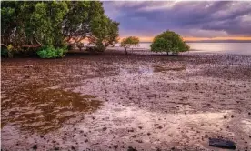  ?? Photograph: Judy Leitch ?? Toondah harbour wetlands in Moreton Bay, Queensland. Walker Corporatio­n’s developmen­t proposal would see more than 3,000 apartments built on top of about 42ha hectares of protected wetlands.