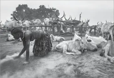  ?? Tariq Zaidi Zuma Press ?? A WOMAN cleans the ground to make a comfortabl­e sleeping place for the cows. South Sudan has as many cattle as people, more than 11 million, but the country’s civil war drove herders into areas normally avoided.