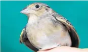  ?? FWC/COURTESY PHOTO ?? Biologists reported Friday that critically endangered grasshoppe­r sparrows raised in captivity and released into the wild last year are reproducin­g this year.